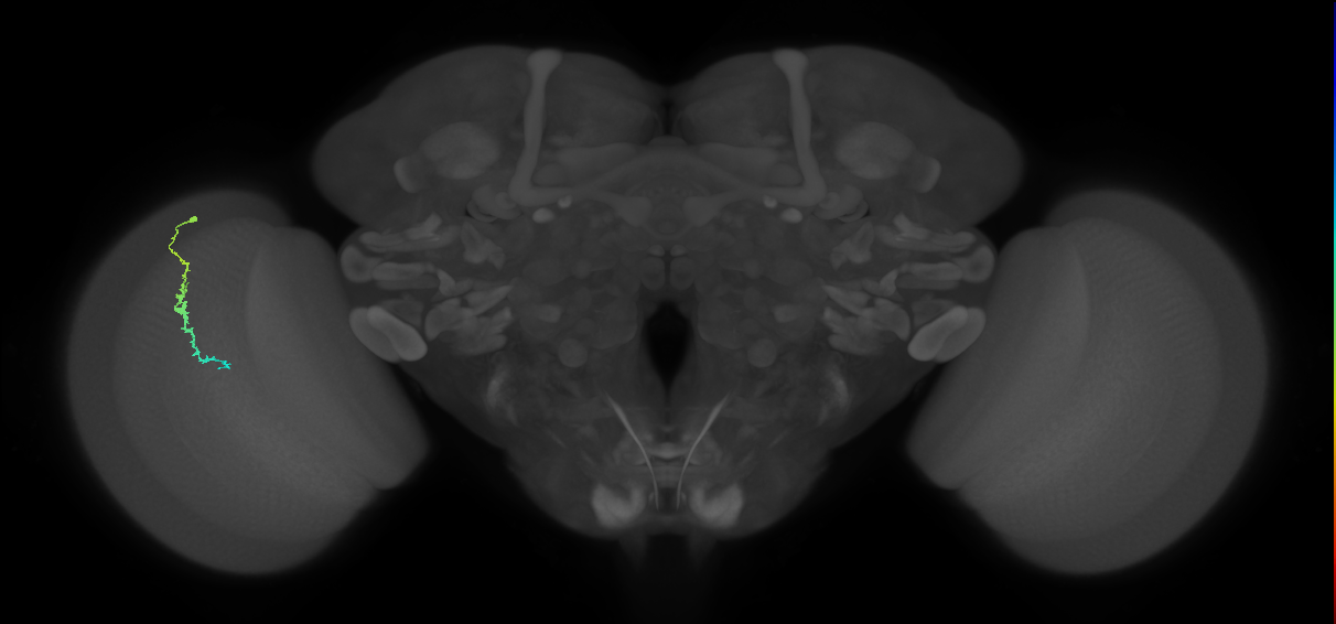 Dm3c_L (MaleCNS:148826)