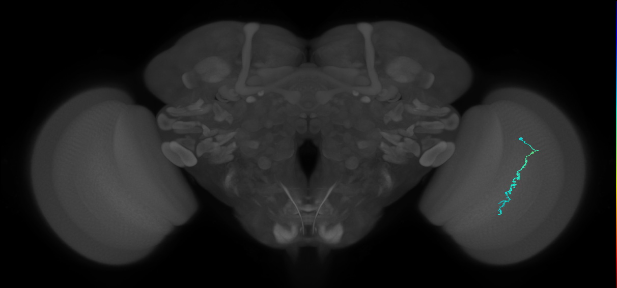 Dm3c_R (MaleCNS:138769)