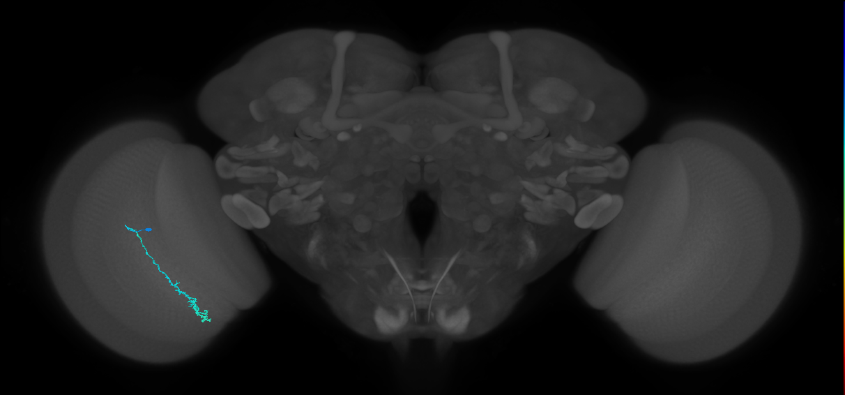 Dm3c_L (MaleCNS:142595)