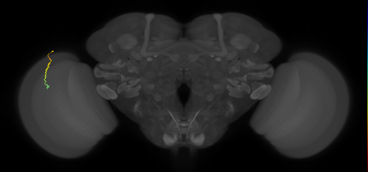 Dm3c_L (MaleCNS:66391)