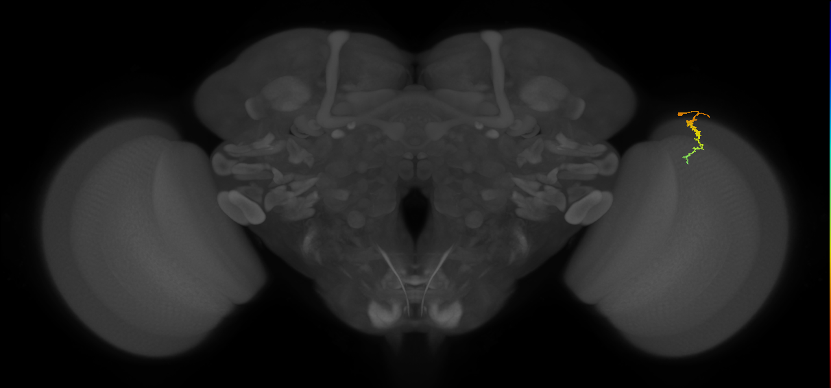 Dm3c_R (MaleCNS:146649)
