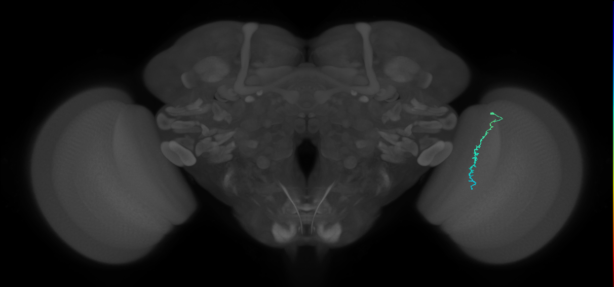 Dm3c_R (MaleCNS:161511)