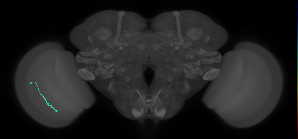 Dm3c_L (MaleCNS:130629)