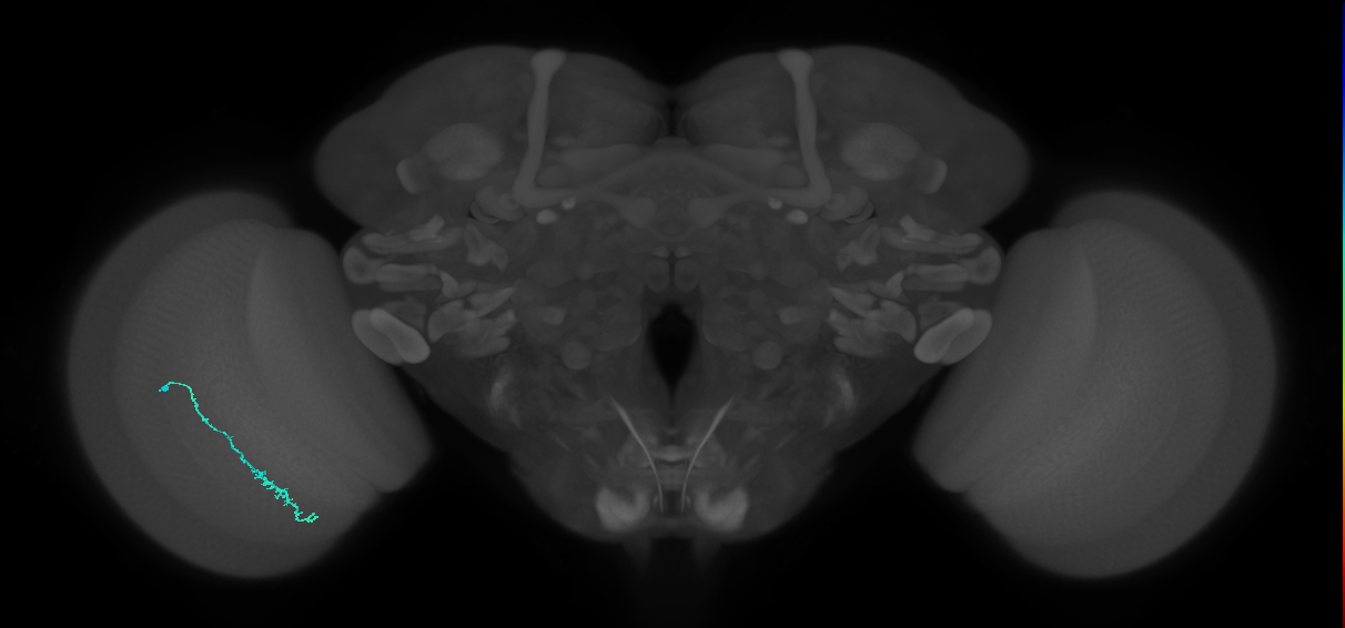Dm3c_L (MaleCNS:545935)