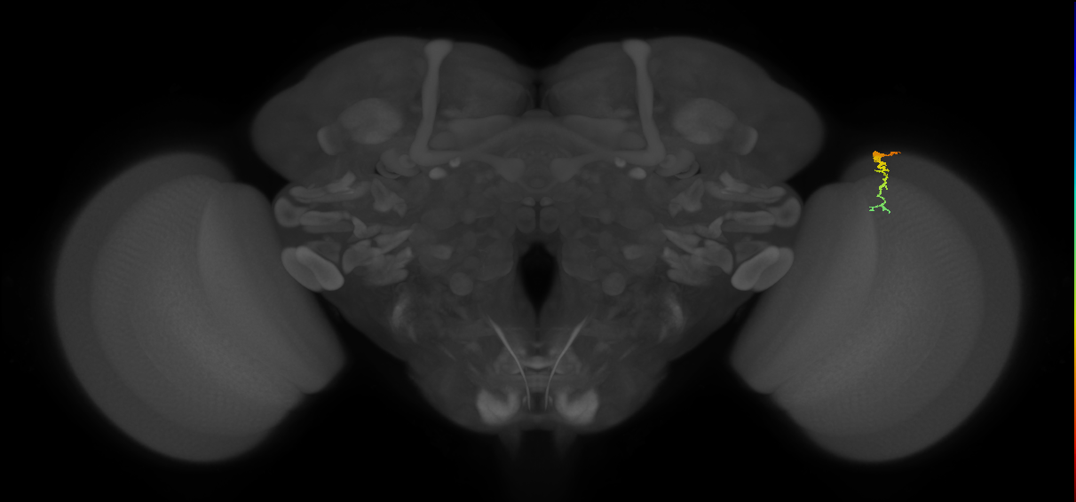 Dm3c_R (MaleCNS:142780)