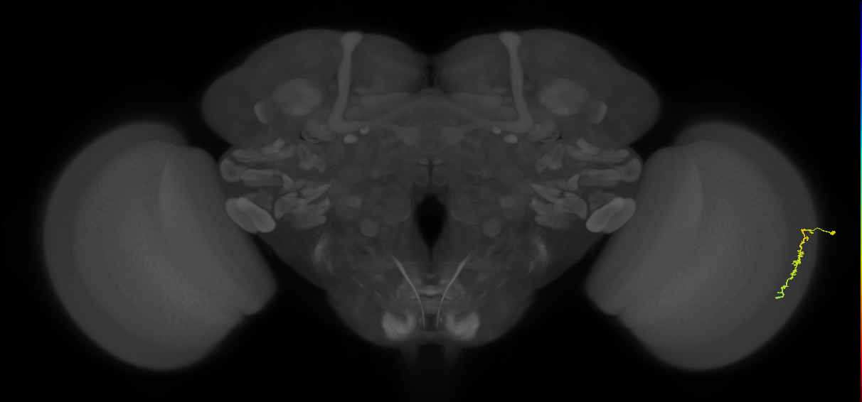 Dm3c_R (MaleCNS:127228)