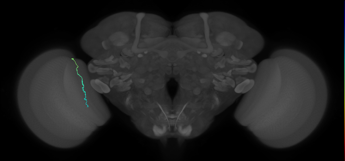 Dm3c_L (MaleCNS:234560)