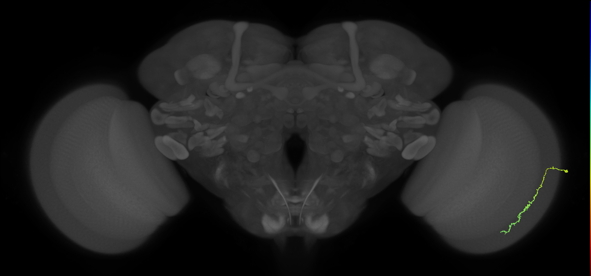 Dm3c_R (MaleCNS:164968)