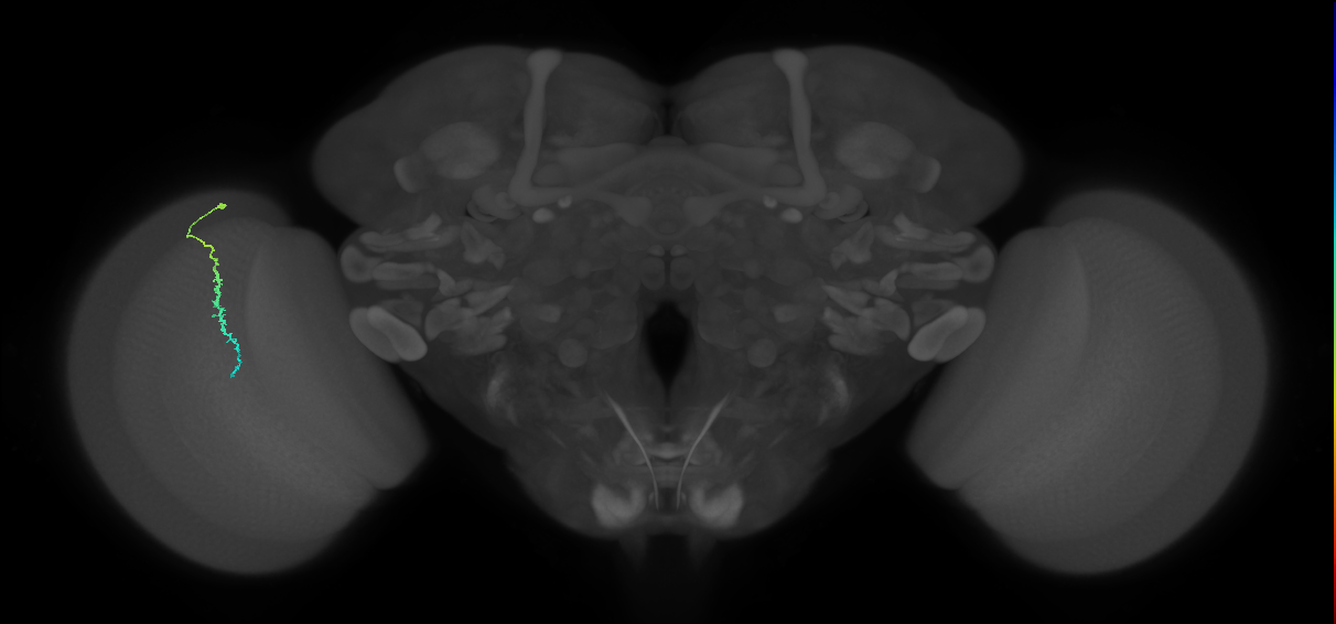 Dm3c_L (MaleCNS:181165)