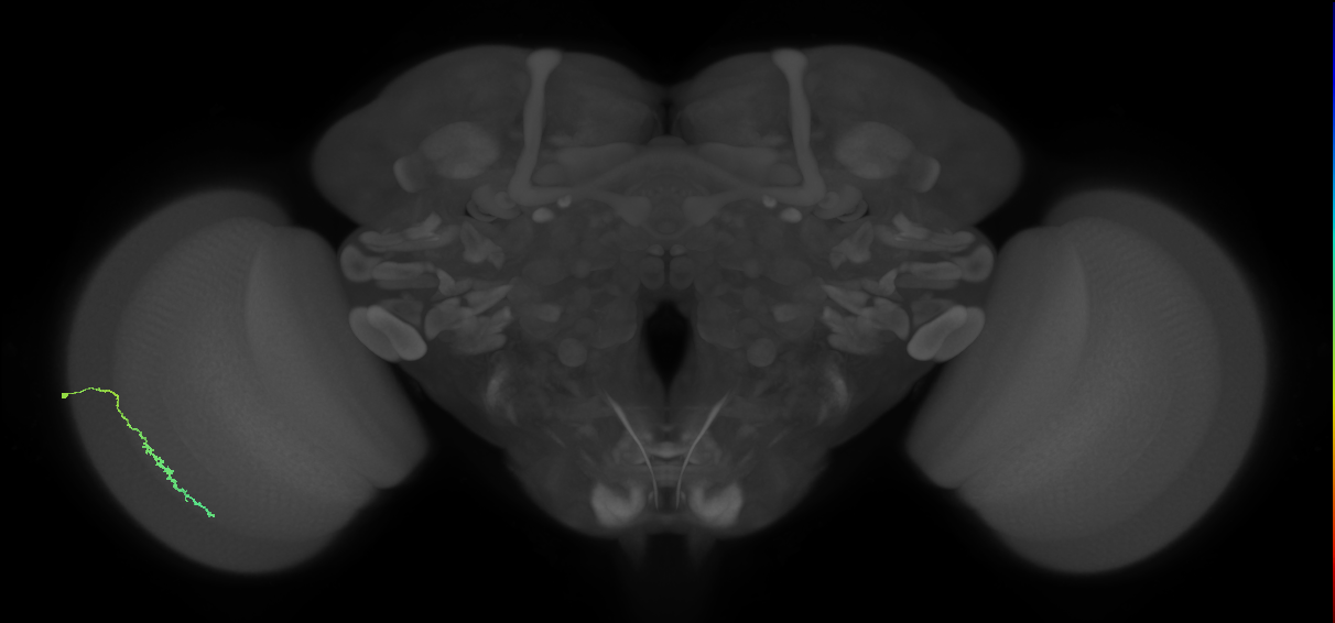 Dm3c_L (MaleCNS:128528)