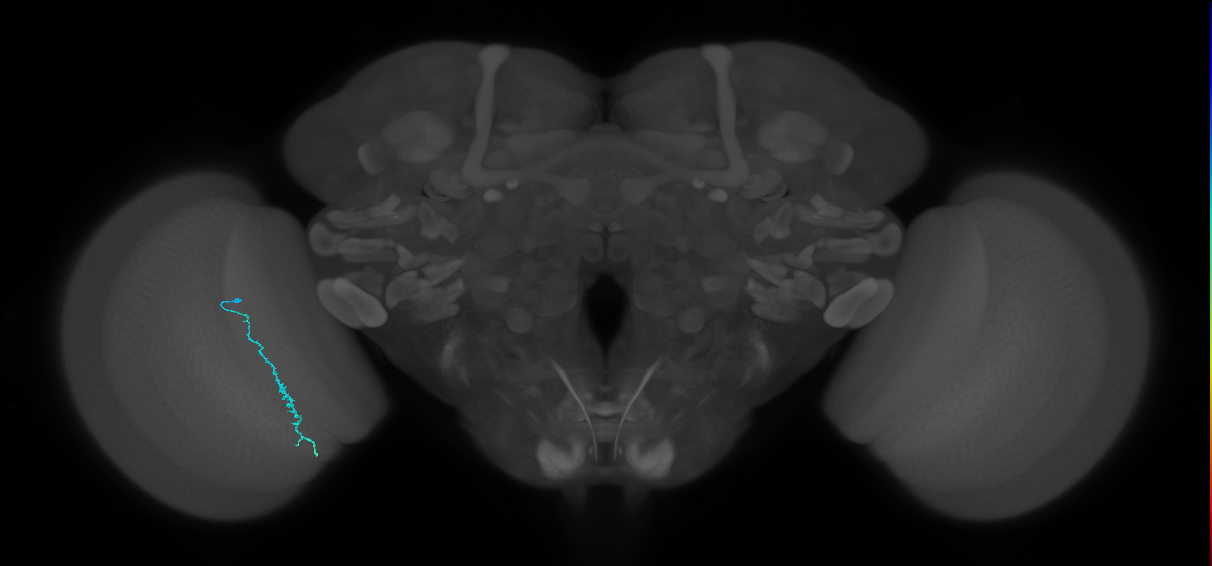 Dm3c_L (MaleCNS:527370)
