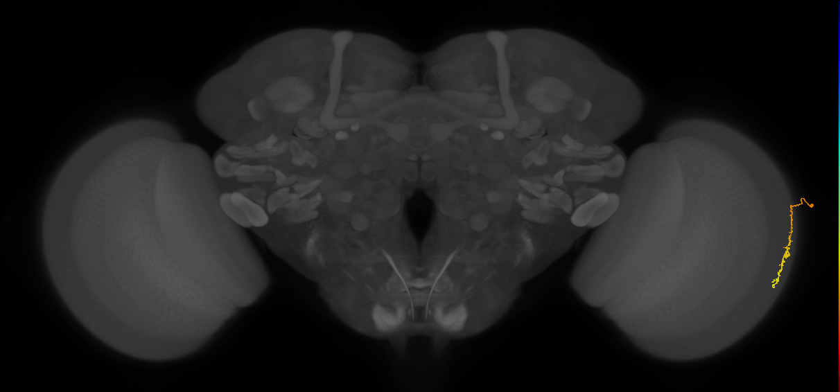 Dm3c_R (MaleCNS:128610)