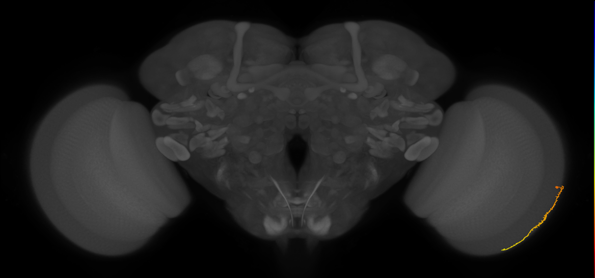Dm3c_R (MaleCNS:126856)