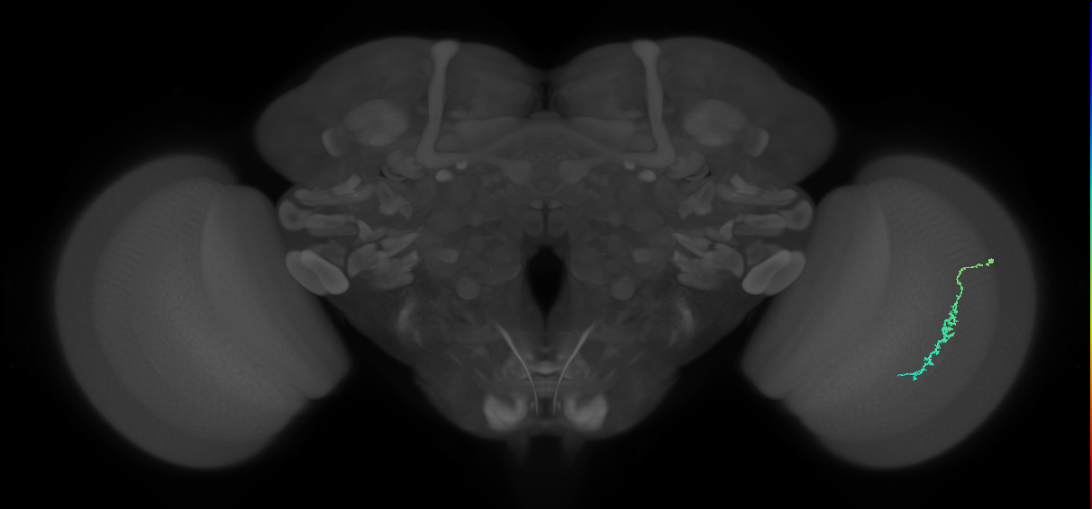 Dm3c_R (MaleCNS:109223)