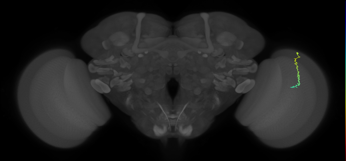 Dm3c_R (MaleCNS:141272)