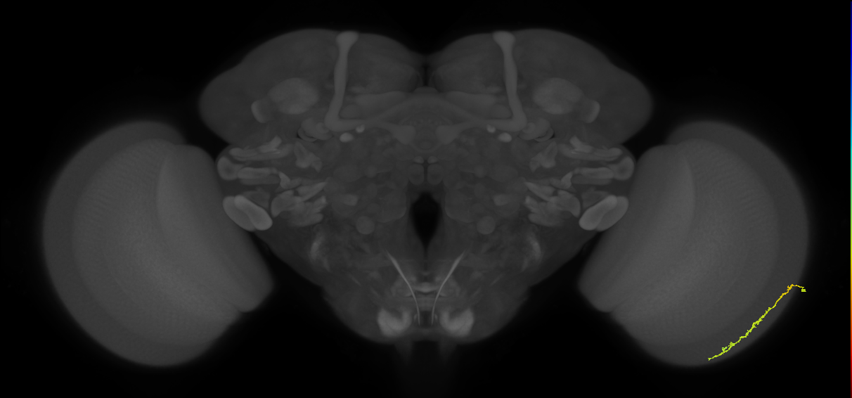 Dm3c_R (MaleCNS:112651)