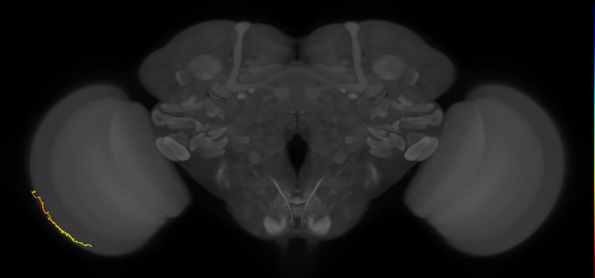 Dm3c_L (MaleCNS:219463)
