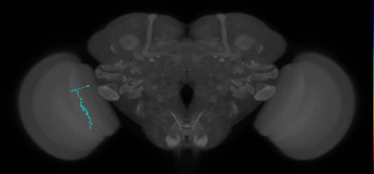 Dm3c_L (MaleCNS:551802)