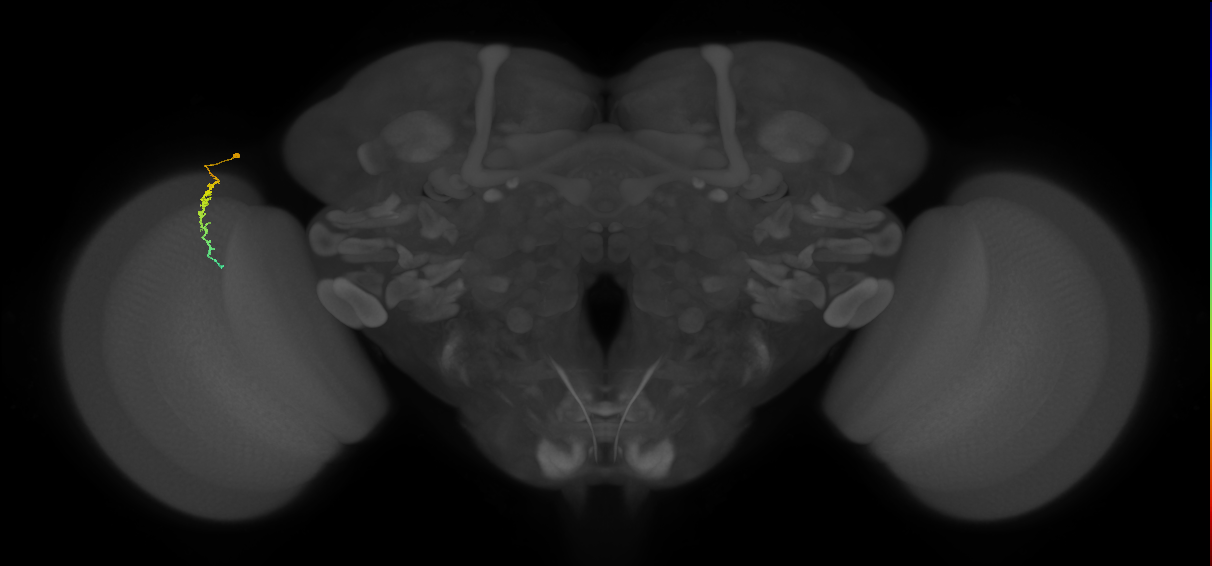 Dm3c_L (MaleCNS:207809)