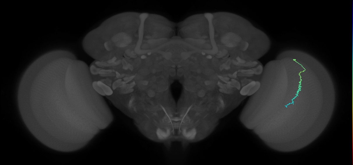 Dm3c_R (MaleCNS:132221)