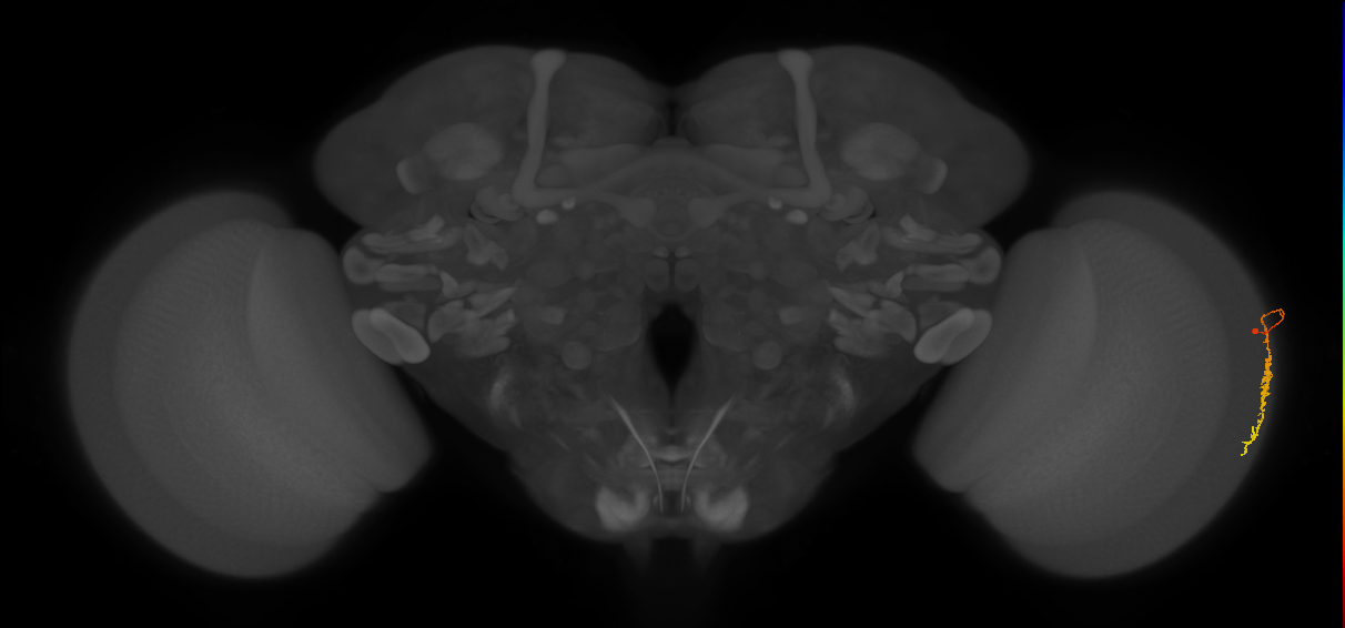 Dm3c_R (MaleCNS:111718)