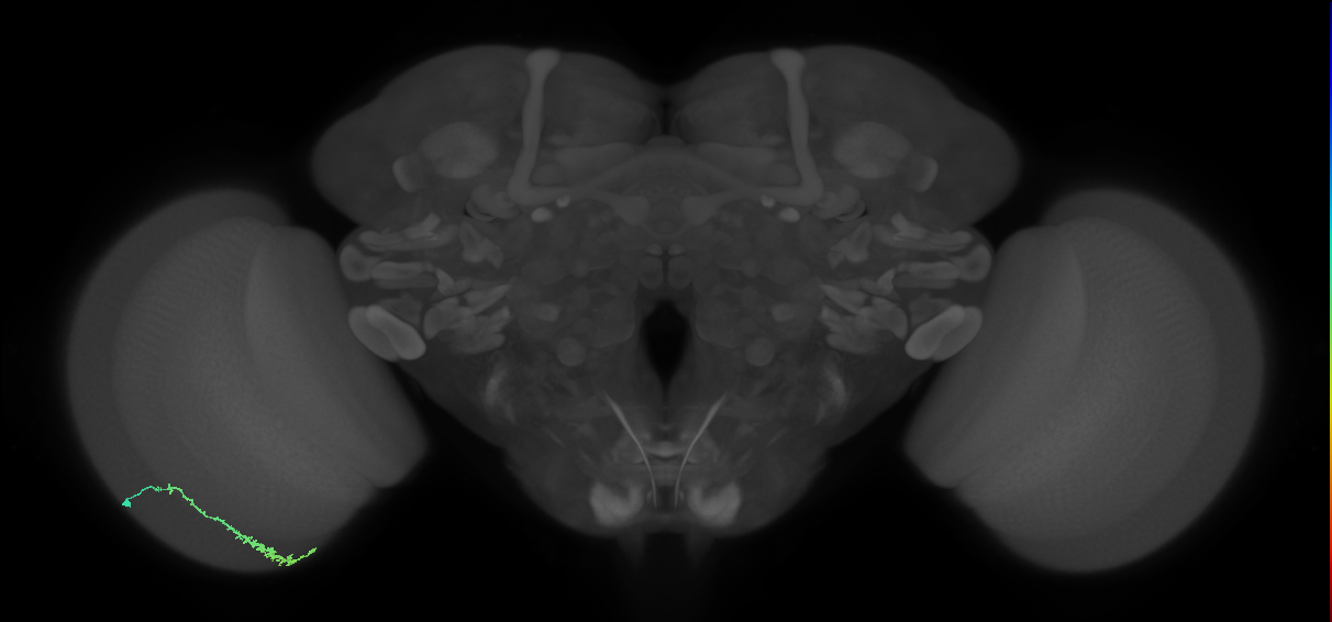 Dm3c_L (MaleCNS:144988)