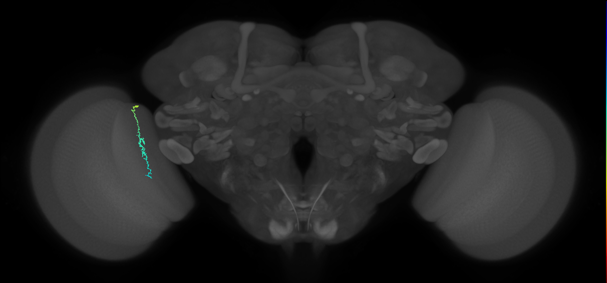 Dm3c_L (MaleCNS:241740)