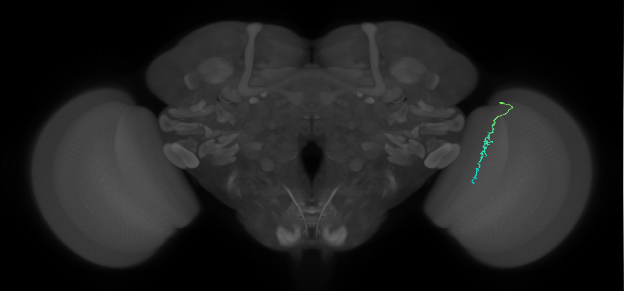 Dm3c_R (MaleCNS:150059)