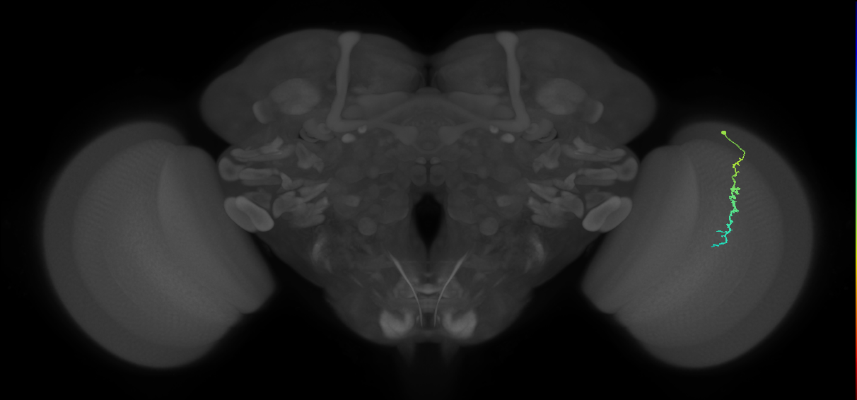 Dm3c_R (MaleCNS:127658)
