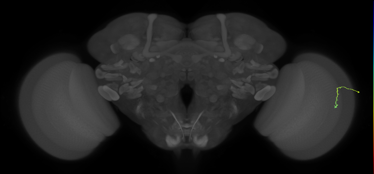 Dm3c_R (MaleCNS:210586)