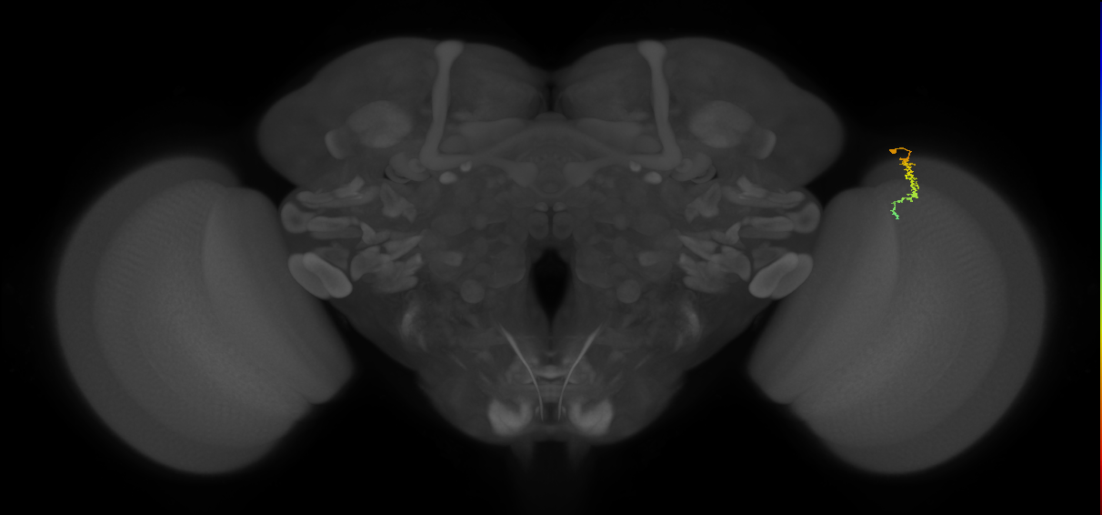 Dm3c_R (MaleCNS:159710)