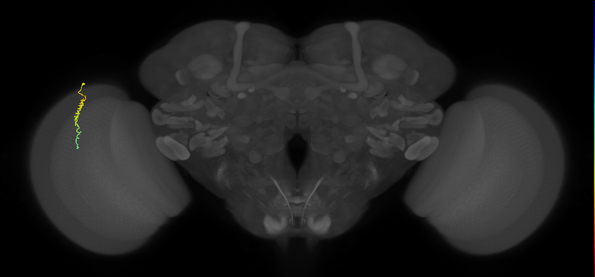 Dm3c_L (MaleCNS:195388)