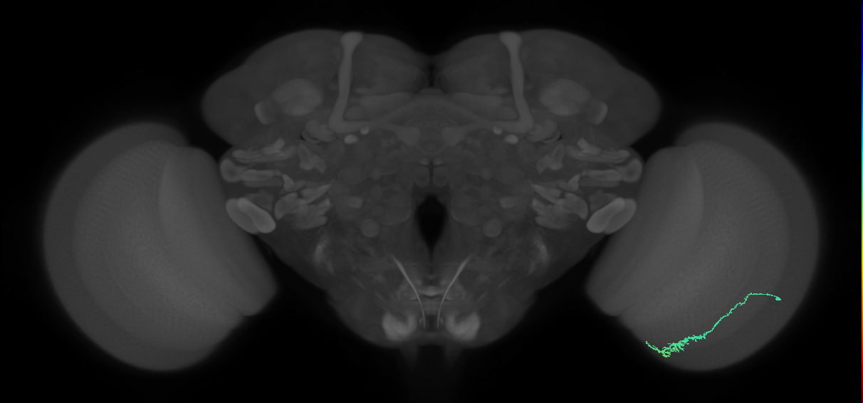 Dm3c_R (MaleCNS:73204)