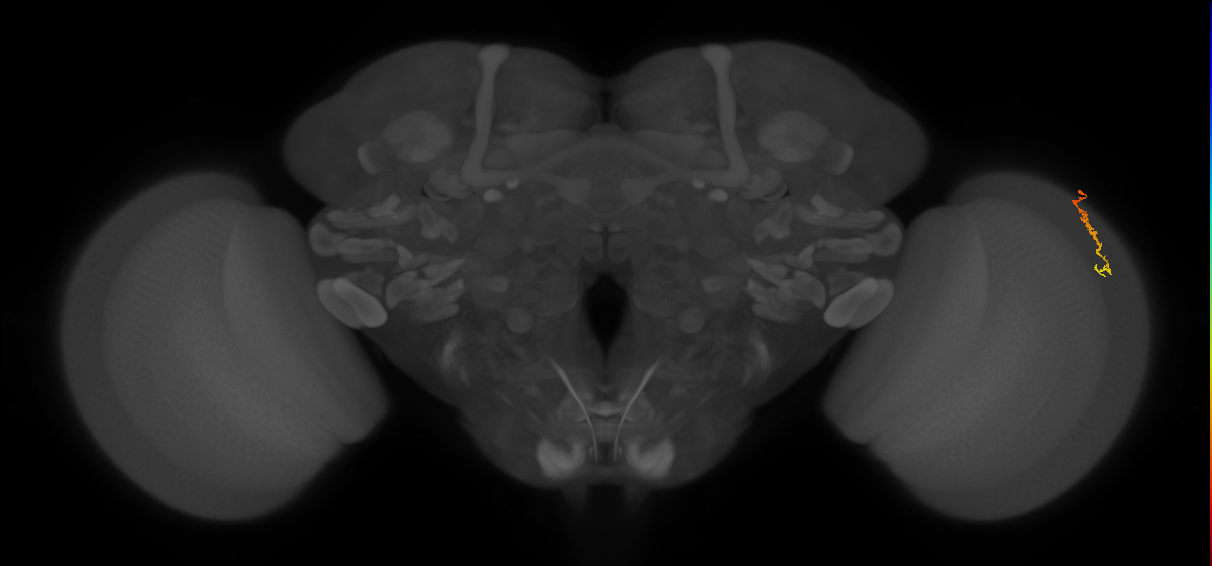Dm3c_R (MaleCNS:148024)