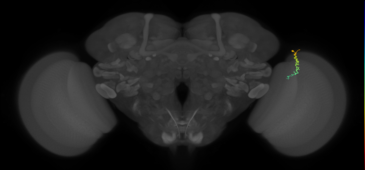 Dm3c_R (MaleCNS:148210)