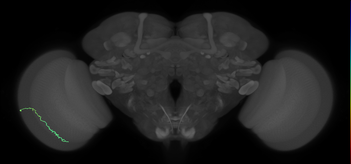 Dm3c_L (MaleCNS:551838)