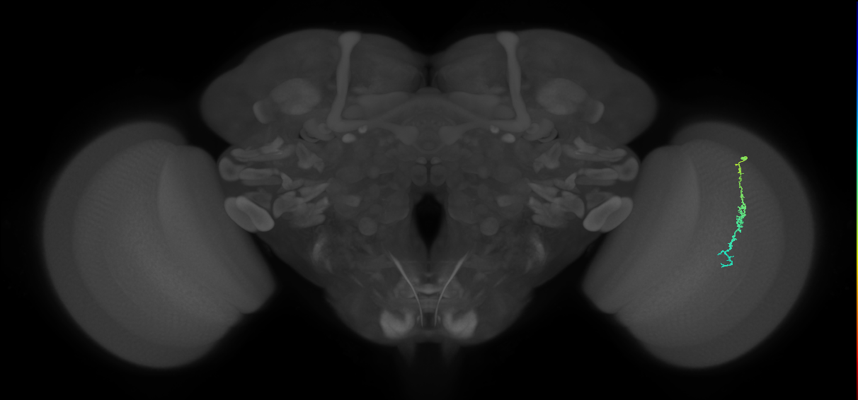 Dm3c_R (MaleCNS:134597)