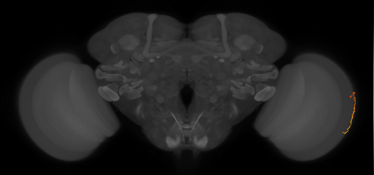 Dm3c_R (MaleCNS:144018)