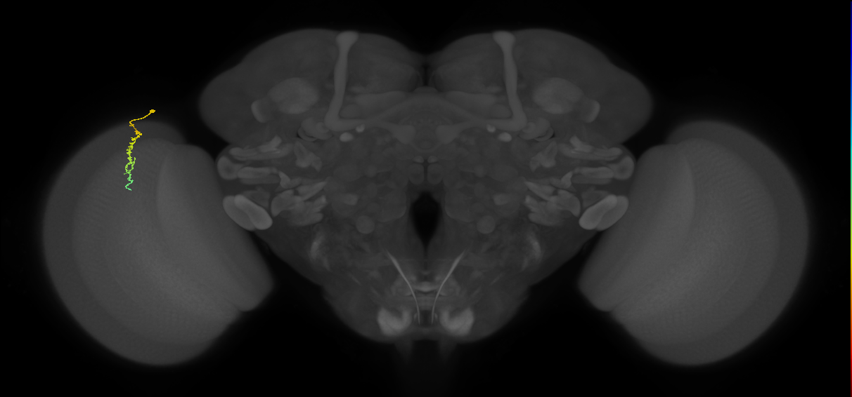 Dm3c_L (MaleCNS:149954)