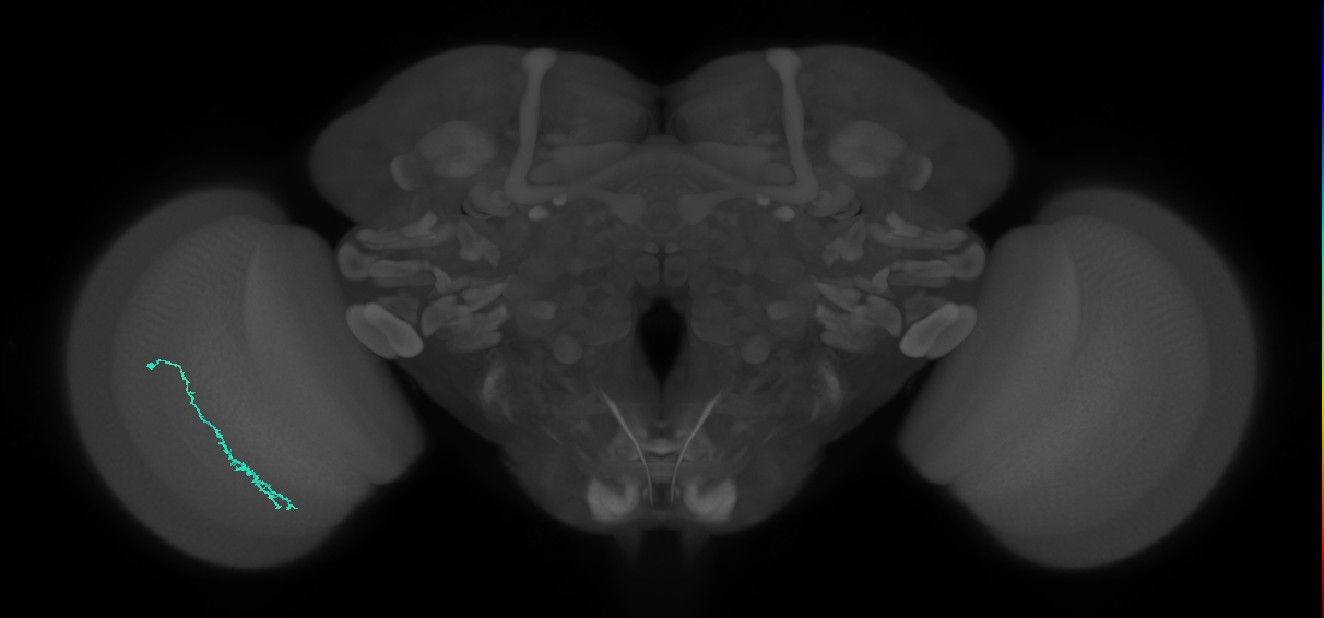 Dm3c_L (MaleCNS:926401)