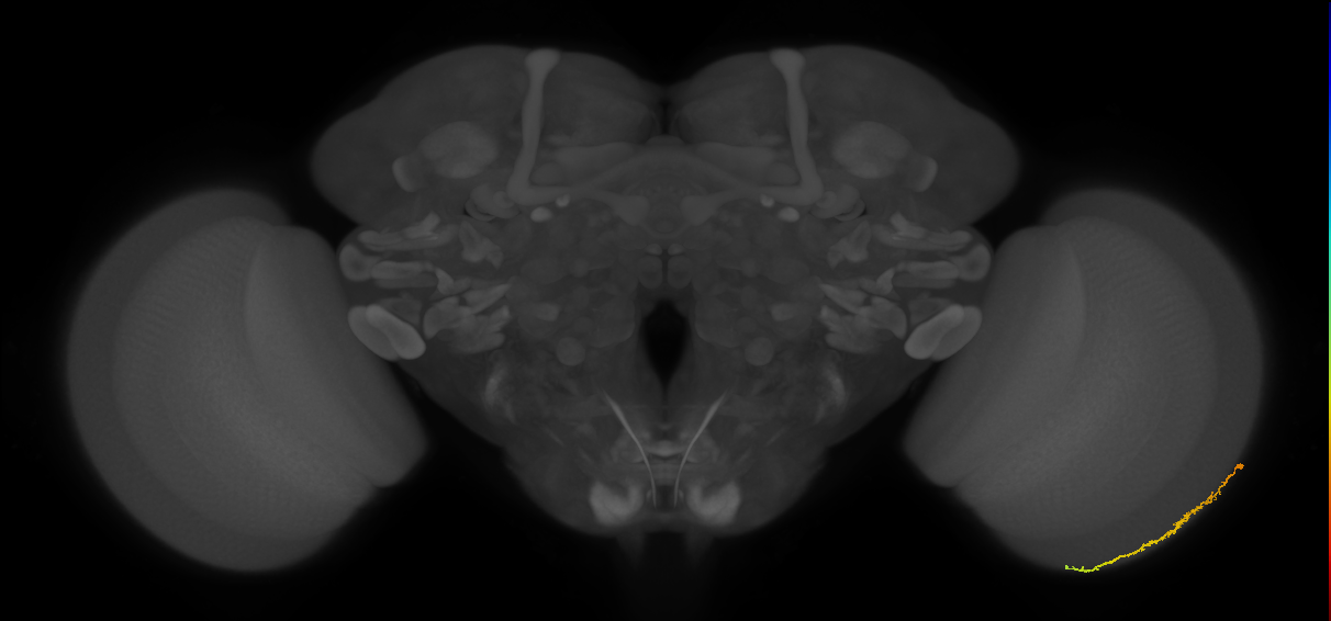 Dm3c_R (MaleCNS:121340)