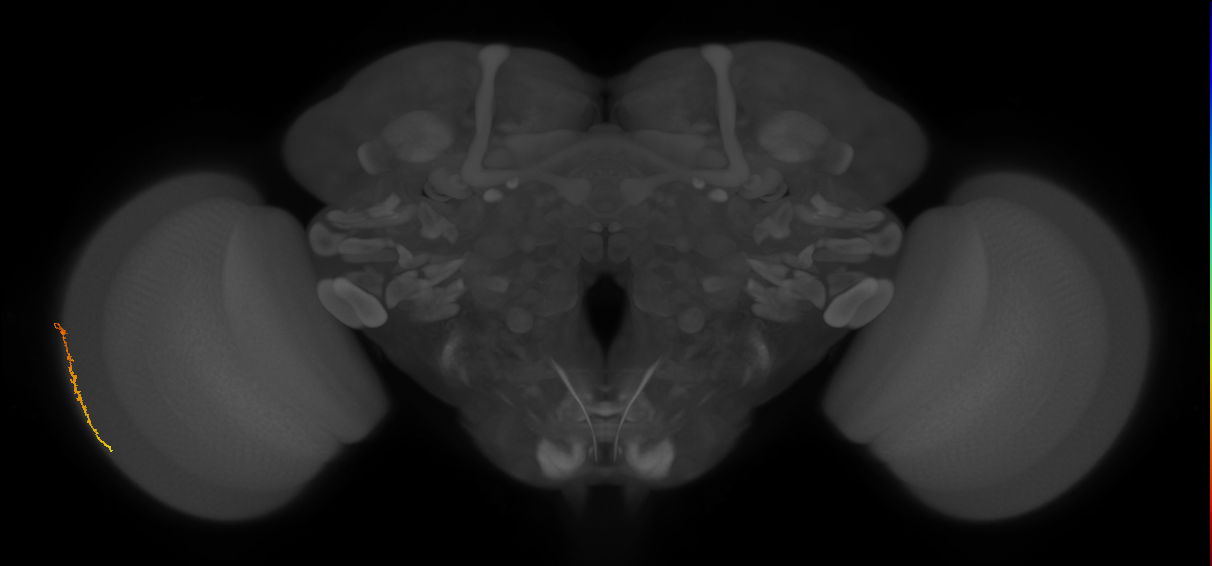 Dm3c_L (MaleCNS:544064)