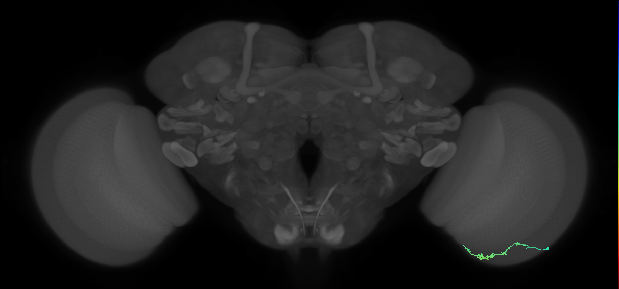 Dm3c_R (MaleCNS:112726)