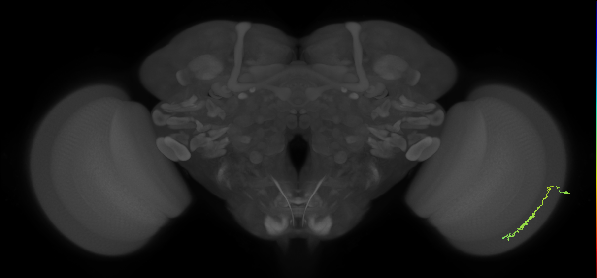 Dm3c_R (MaleCNS:90457)