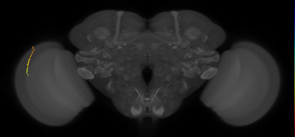 Dm3c_L (MaleCNS:164897)