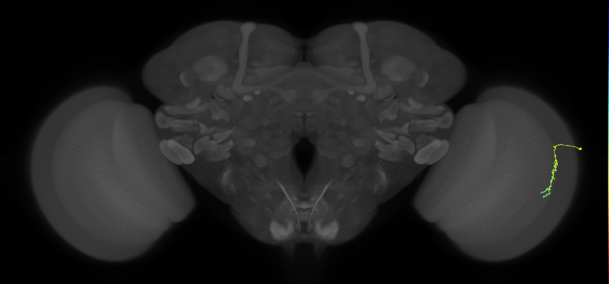 Dm3c_R (MaleCNS:190765)