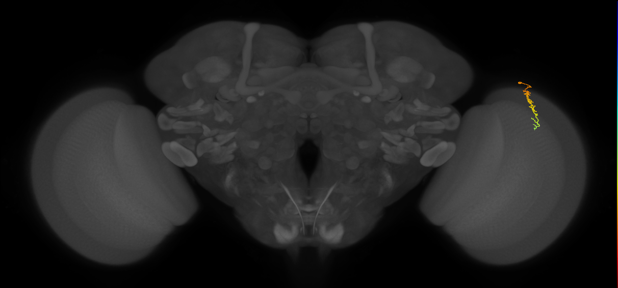 Dm3c_R (MaleCNS:154403)