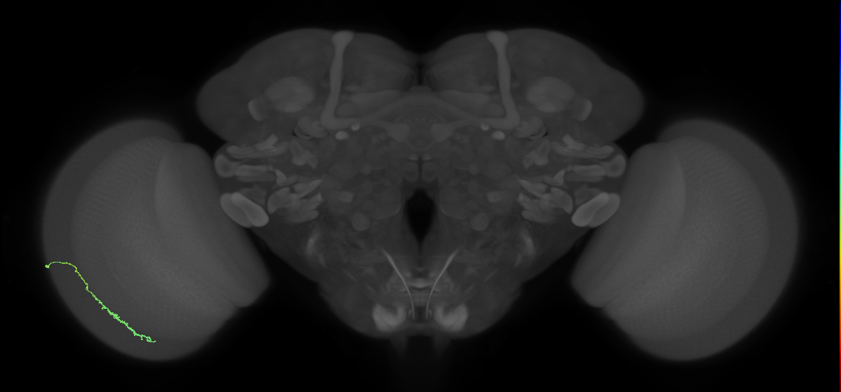 Dm3c_L (MaleCNS:129633)