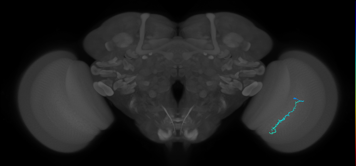 Dm3c_R (MaleCNS:137888)