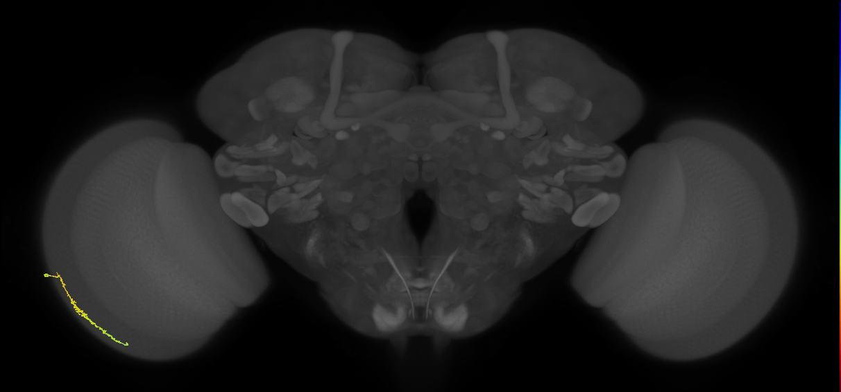 Dm3c_L (MaleCNS:550932)